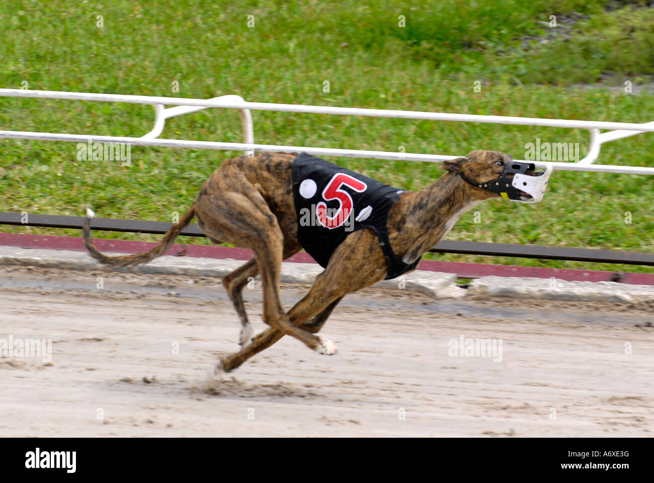 Greyhound dog racing at the Sarasota Kennel Club dog track in Sarasota ...