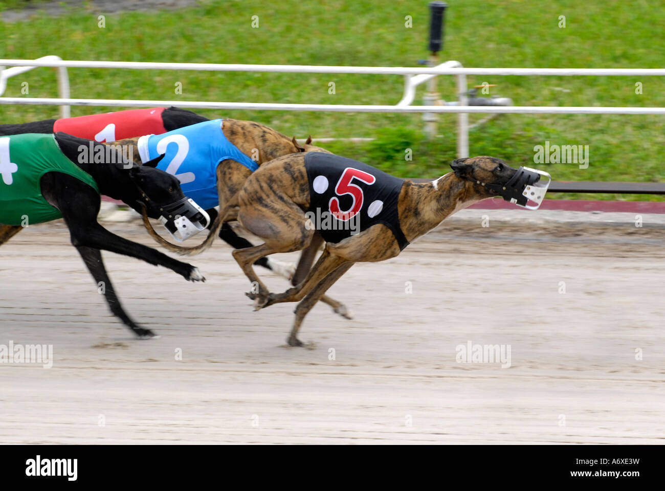 Greyhound dog racing at the Sarasota Kennel Club dog track in Sarasota  Florida FL Fla Stock Photo - Alamy