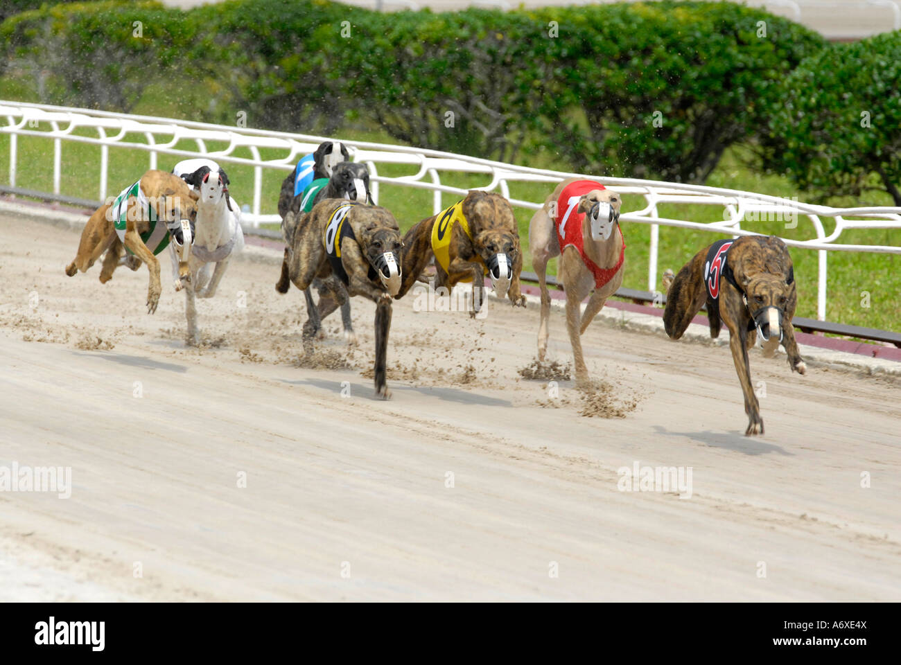Greyhound dog racing at the Sarasota Kennel Club dog track in Sarasota