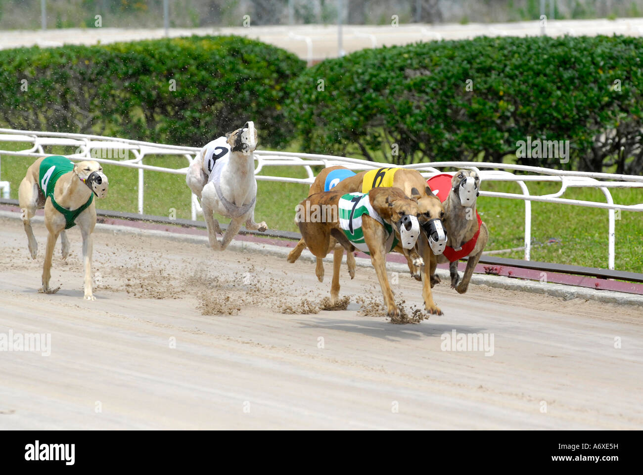 sarasota dog racing sarasota dog racing