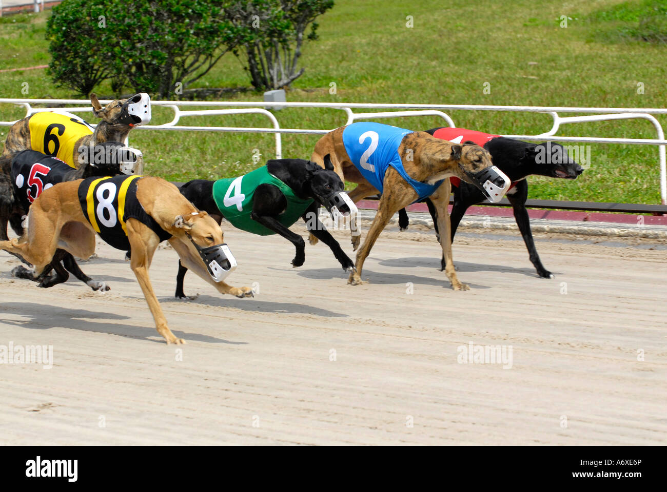sarasota dog racing sarasota dog racing