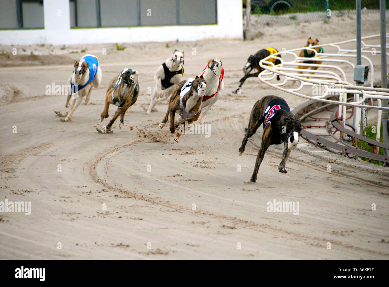 Greyhound dog racing at the Sarasota Kennel Club dog track in Sarasota