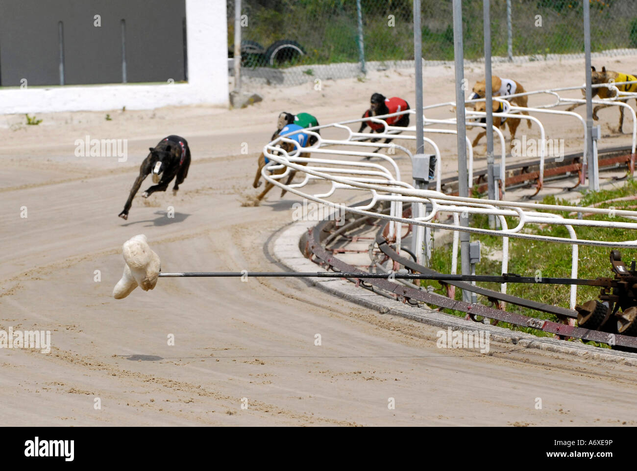 Greyhound dog racing at the Sarasota Kennel Club dog track in Sarasota