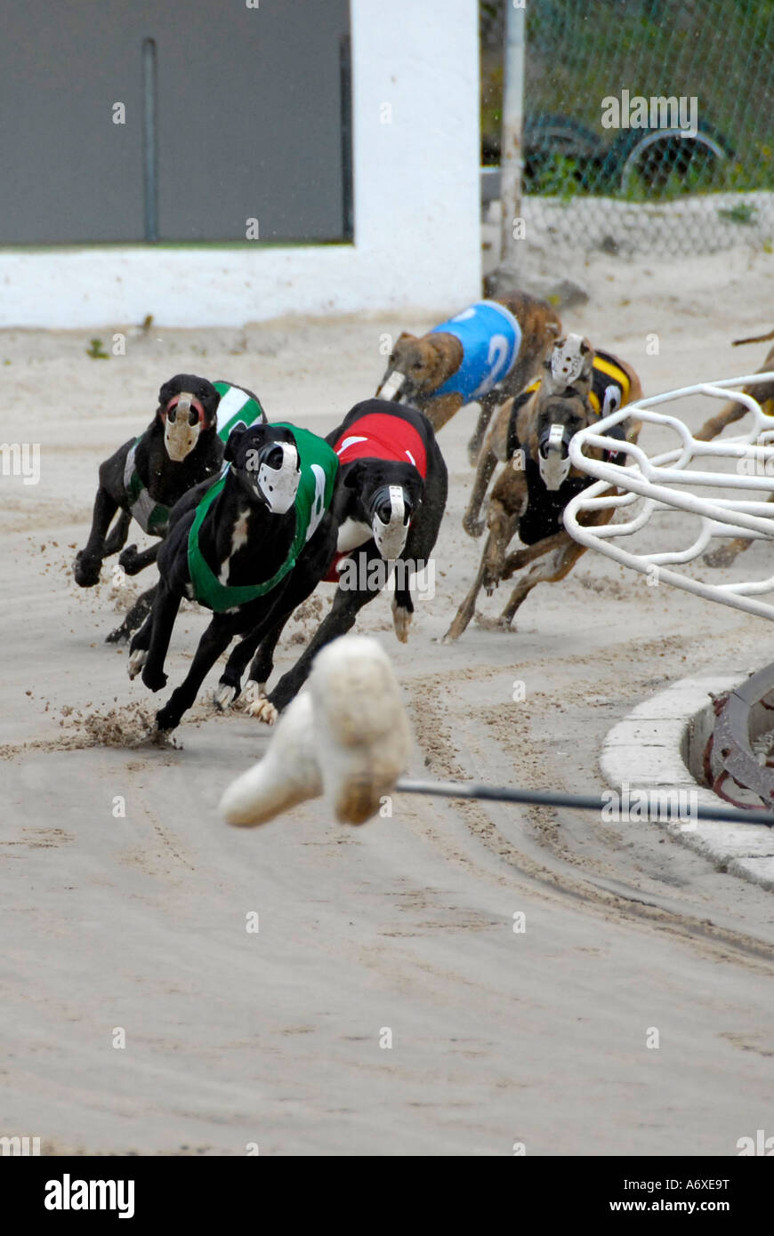 Greyhound dog racing at the Sarasota Kennel Club dog track in Sarasota