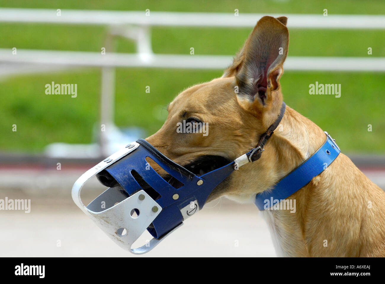 Parading and showing animals at the Greyhound dog racing at the Sarasota Kennel Club dog track