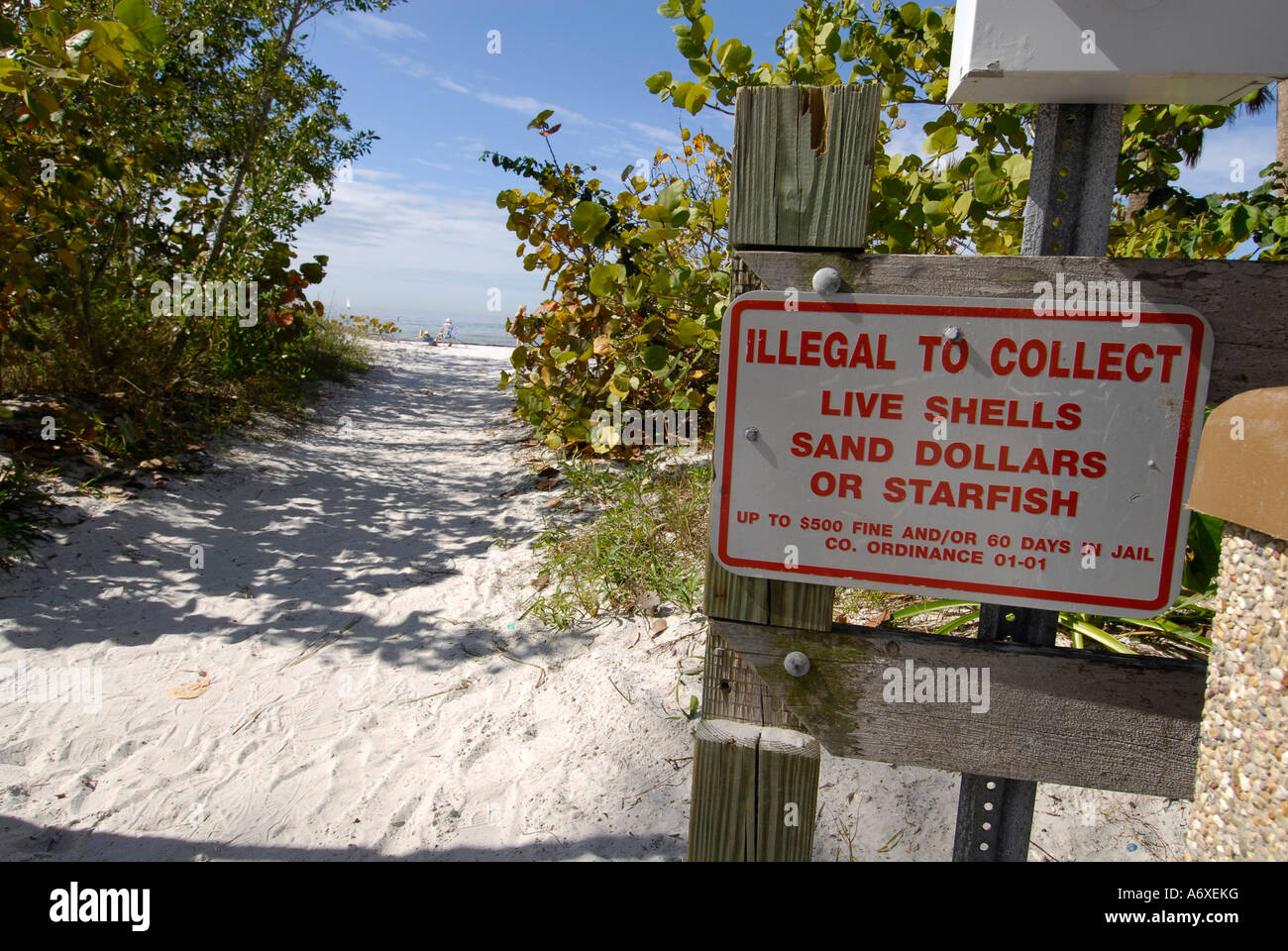 Sign warning not to collect live shells at Fort Meyers Beach Florida FL Stock Photo