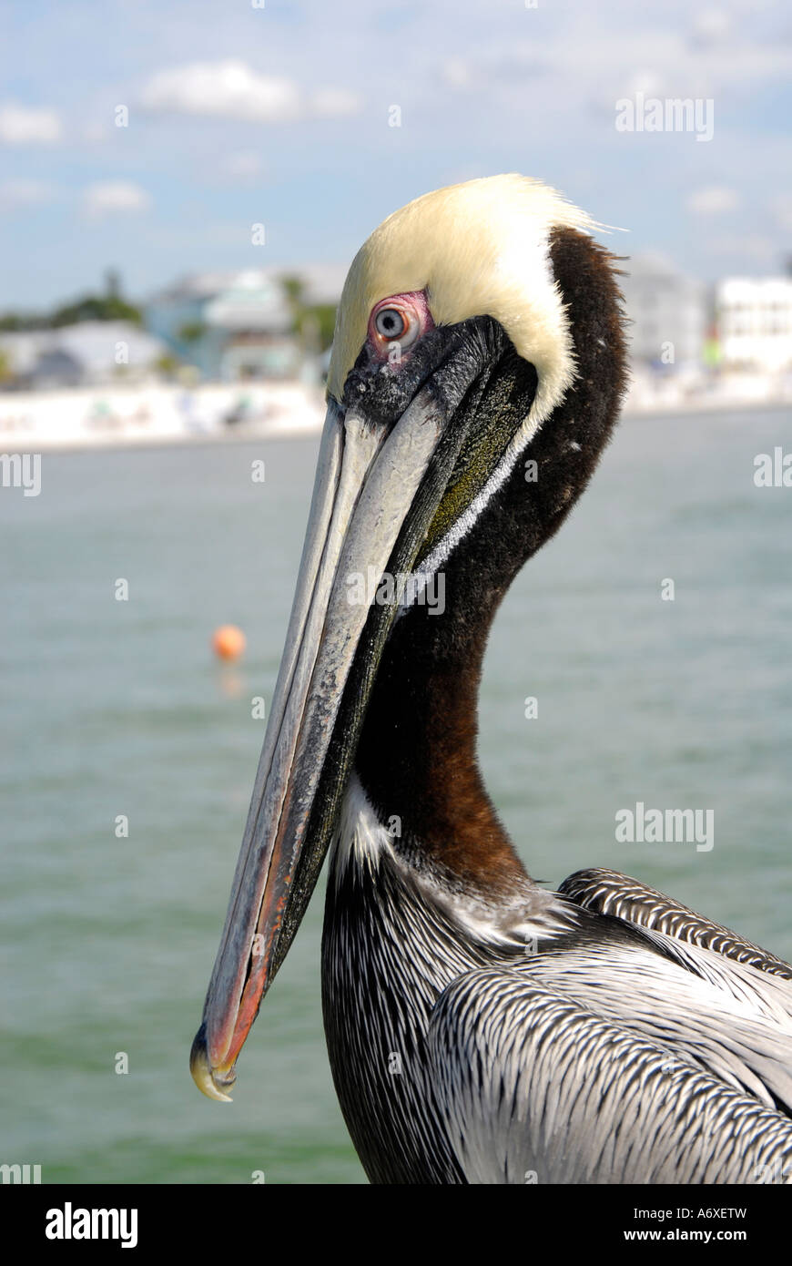 Friendly Pelican on the pier at Fort Ft Myers Beach Florida FL Stock Photo