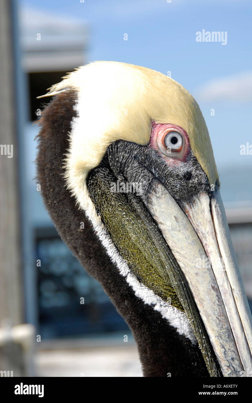 Friendly Pelican on the pier at Fort Ft Myers Beach Florida FL Stock Photo