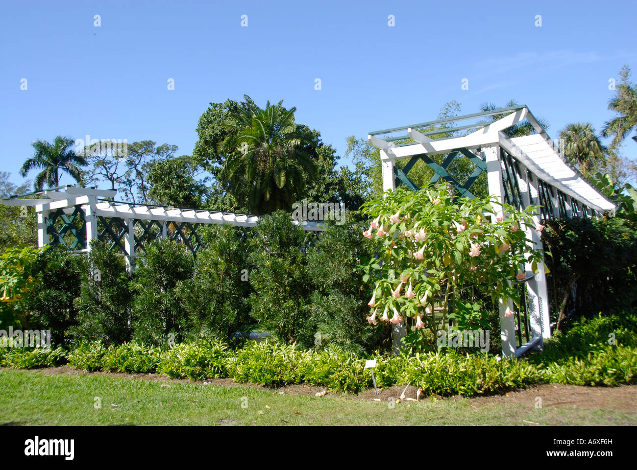 Southwest Ft Fort Meyers Myers Florida FL Plants on pergola located on Edison and Ford Winter Estates Stock Photo