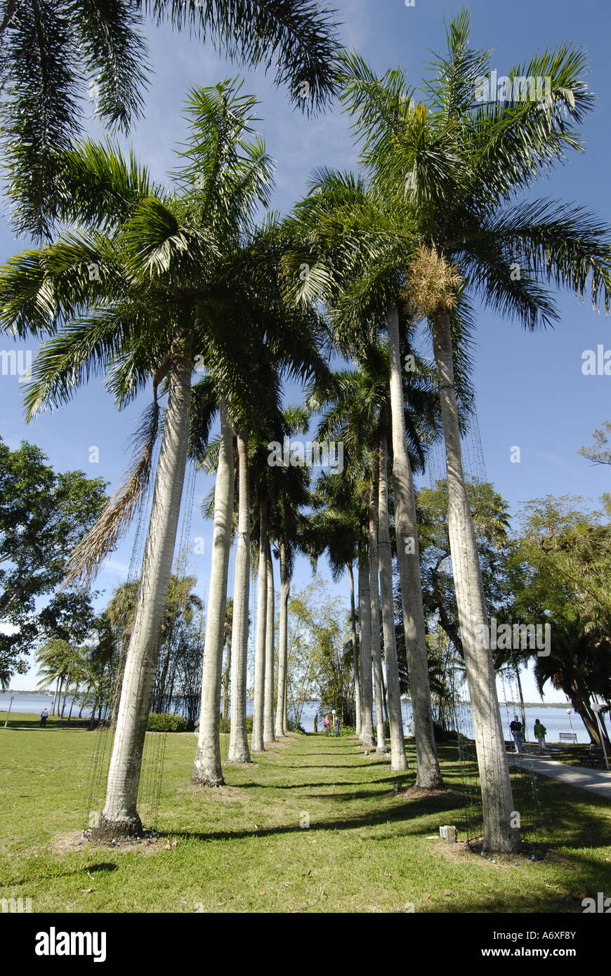 Southwest Ft Fort Meyers Myers Florida FL Edison and Ford Winter Estates Royal Palm Trees Stock Photo