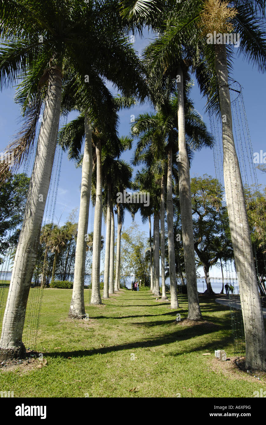 Southwest Ft Fort Meyers Myers Florida FL Edison and Ford Winter Estates Royal Palm Trees Stock Photo