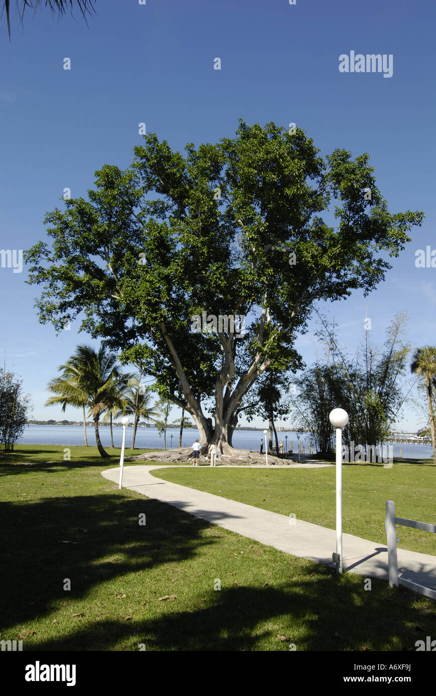 Southwest Ft Fort Meyers Myers Florida FL Edison and Ford Winter Estates Mysore Fig Tree Stock Photo