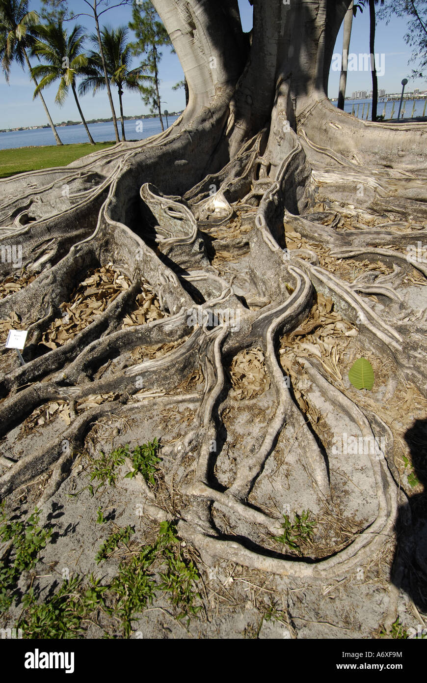 Southwest Ft Fort Meyers Myers Florida FL Edison and Ford Winter Estates Mysore Fig Tree Exposed Roots Stock Photo