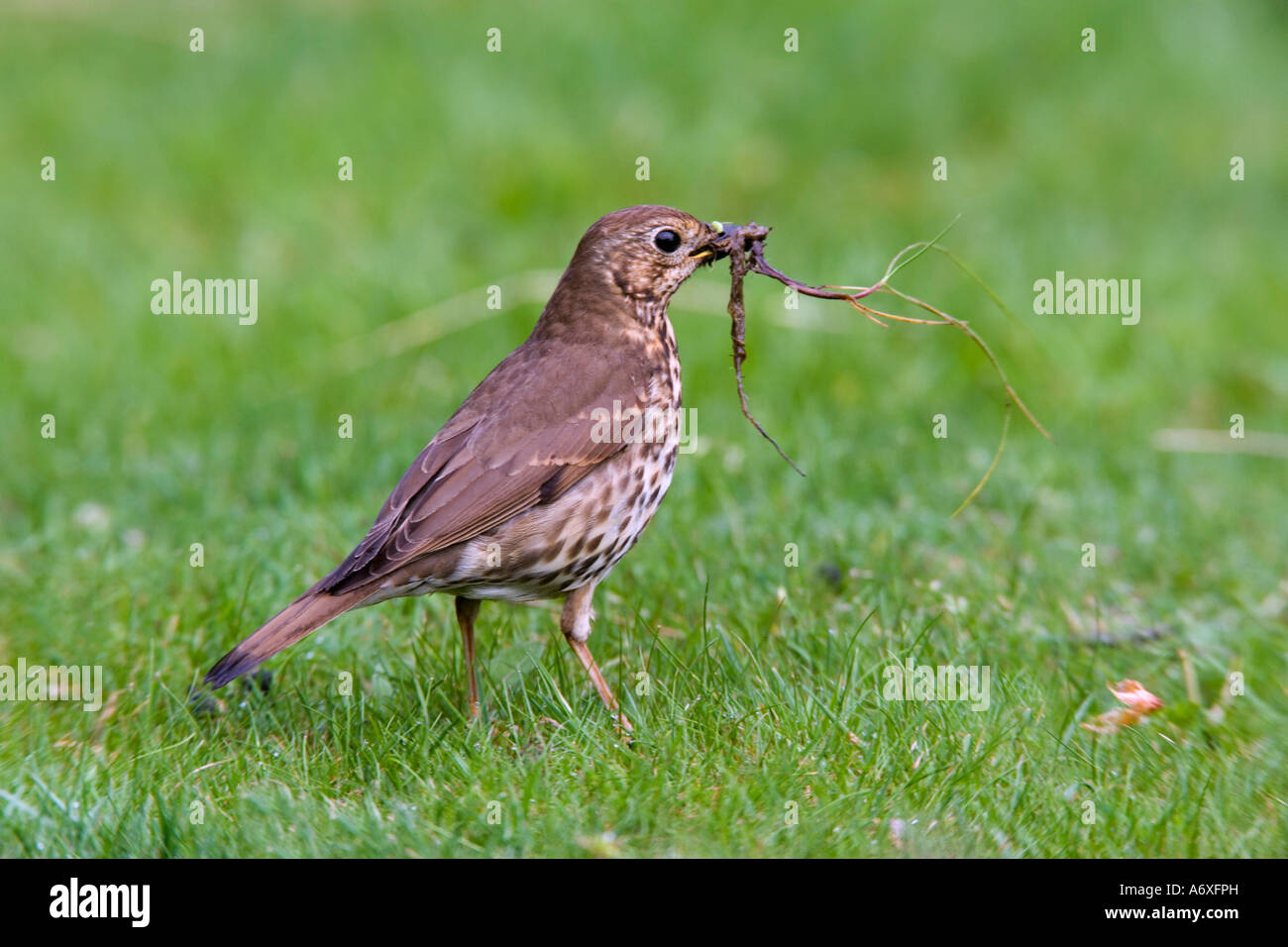 Song thrush Turdus philomelos standing on lawn with beak full of nesting material Potton Bedfordshire Stock Photo