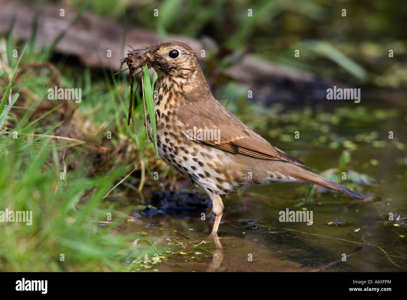 Song thrush Turdus philomelos standing in water with beak full of mud and grass for nest building Potton Bedfordshire Stock Photo