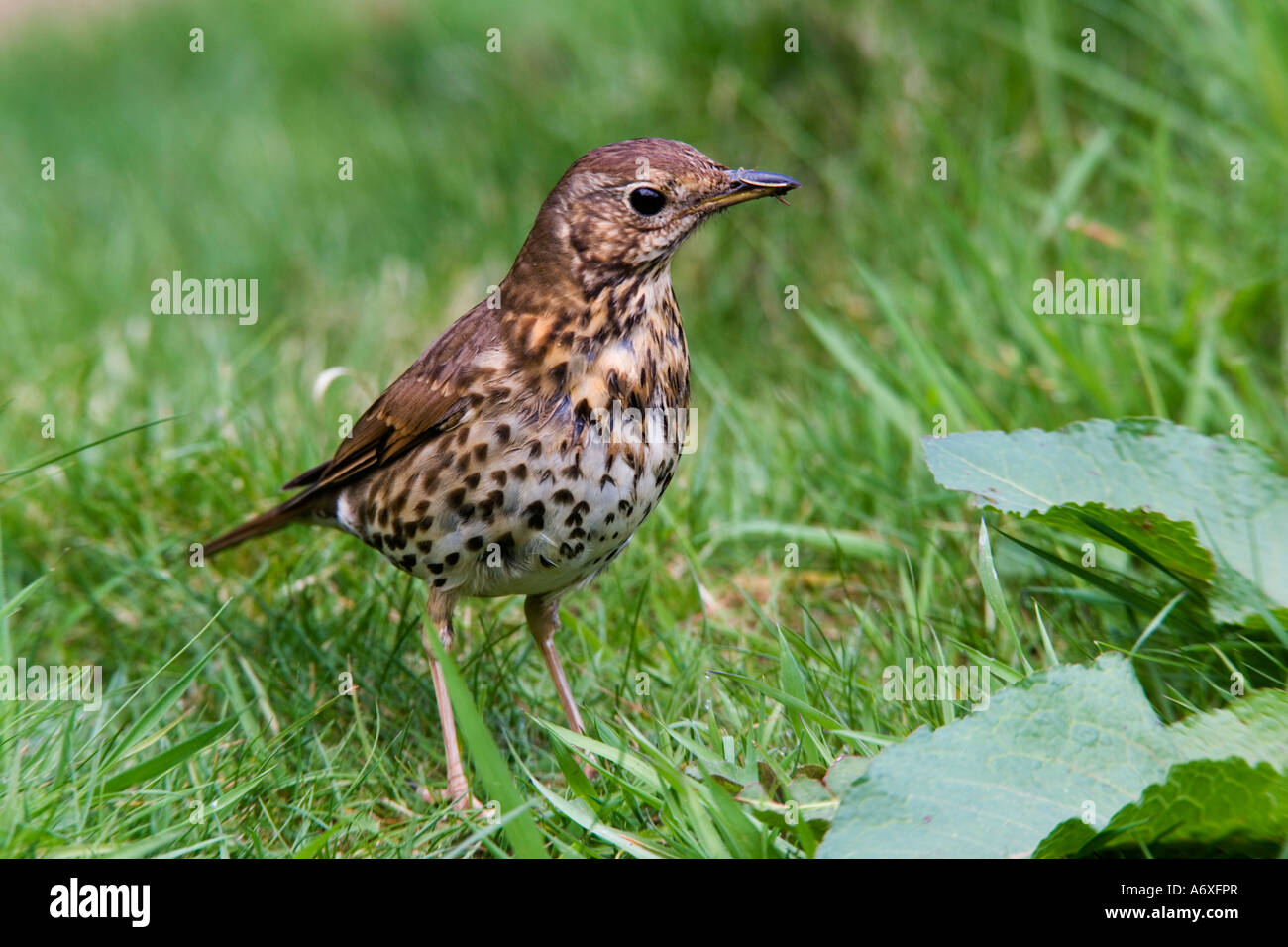 Song thrush Turdus philomelos standing on grass with head to one side listening for worms Potton Bedfordshire Stock Photo