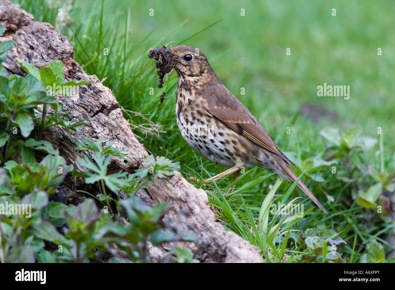 Song thrush Turdus philomelos standing on log with beak full of mud for nest building looking alert with nice defuse background Stock Photo