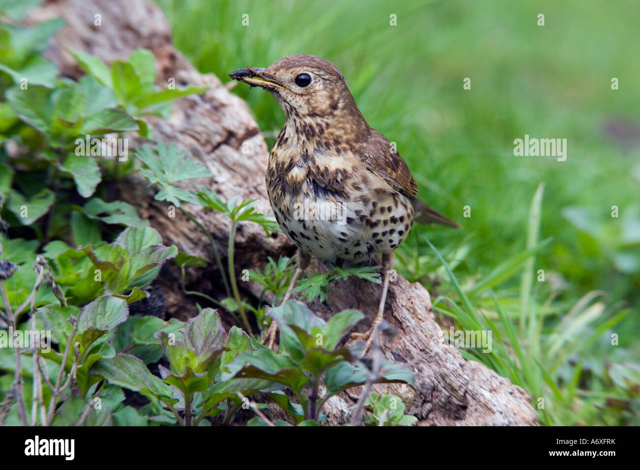 Song thrush Turdus philomelos standing on log looking alert with nice defuse background Potton Bedfordshire Stock Photo