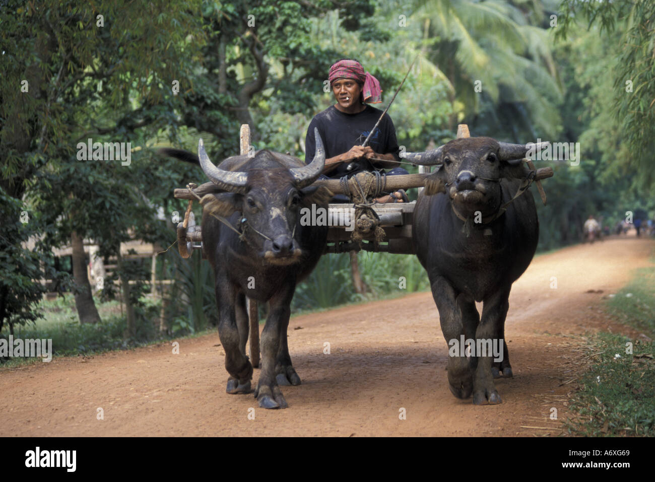 Asia, Cambodia, Angkor Wat. Oxen cart Stock Photo