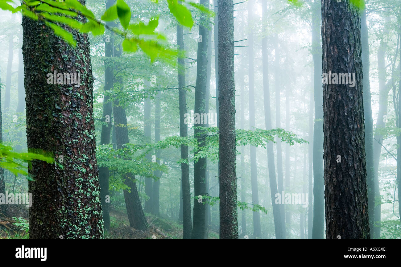 UK Scotland Highland region Trees in mist Stock Photo