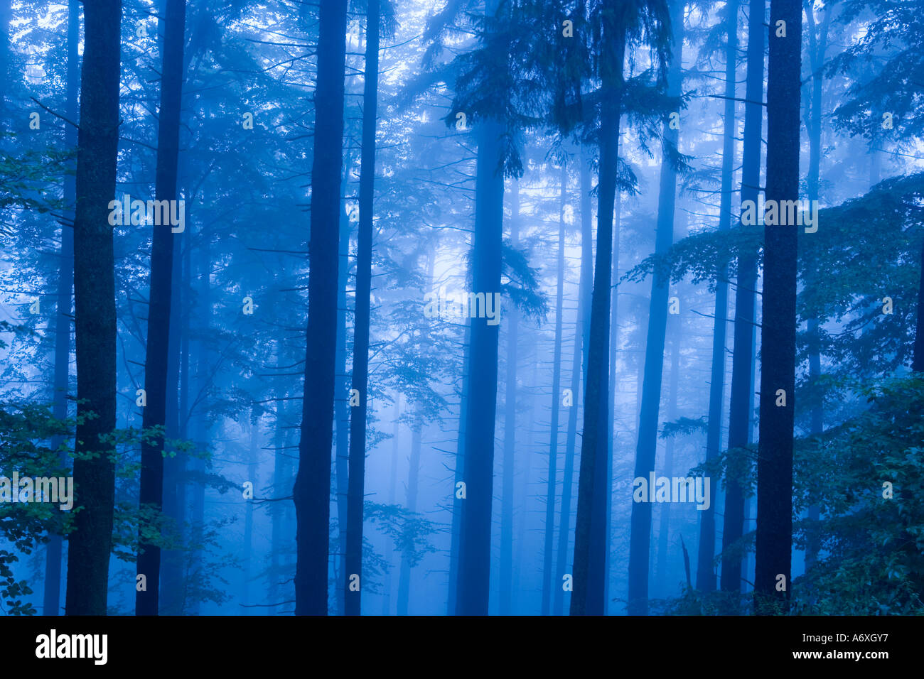 UK Hampshire New Forest Pine trees in mist Stock Photo