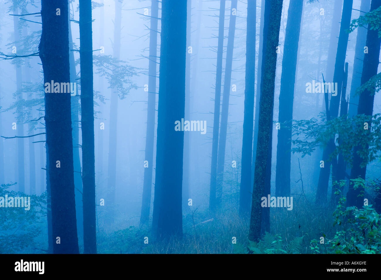 UK Hampshire New forest Pine trees in mist Stock Photo