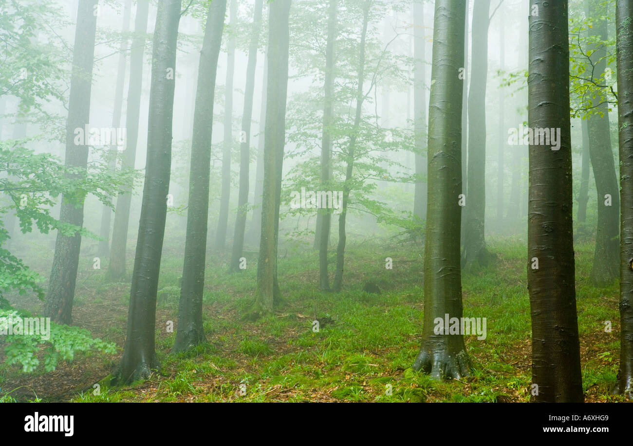 Uk Scotland Forest amongst mist Stock Photo