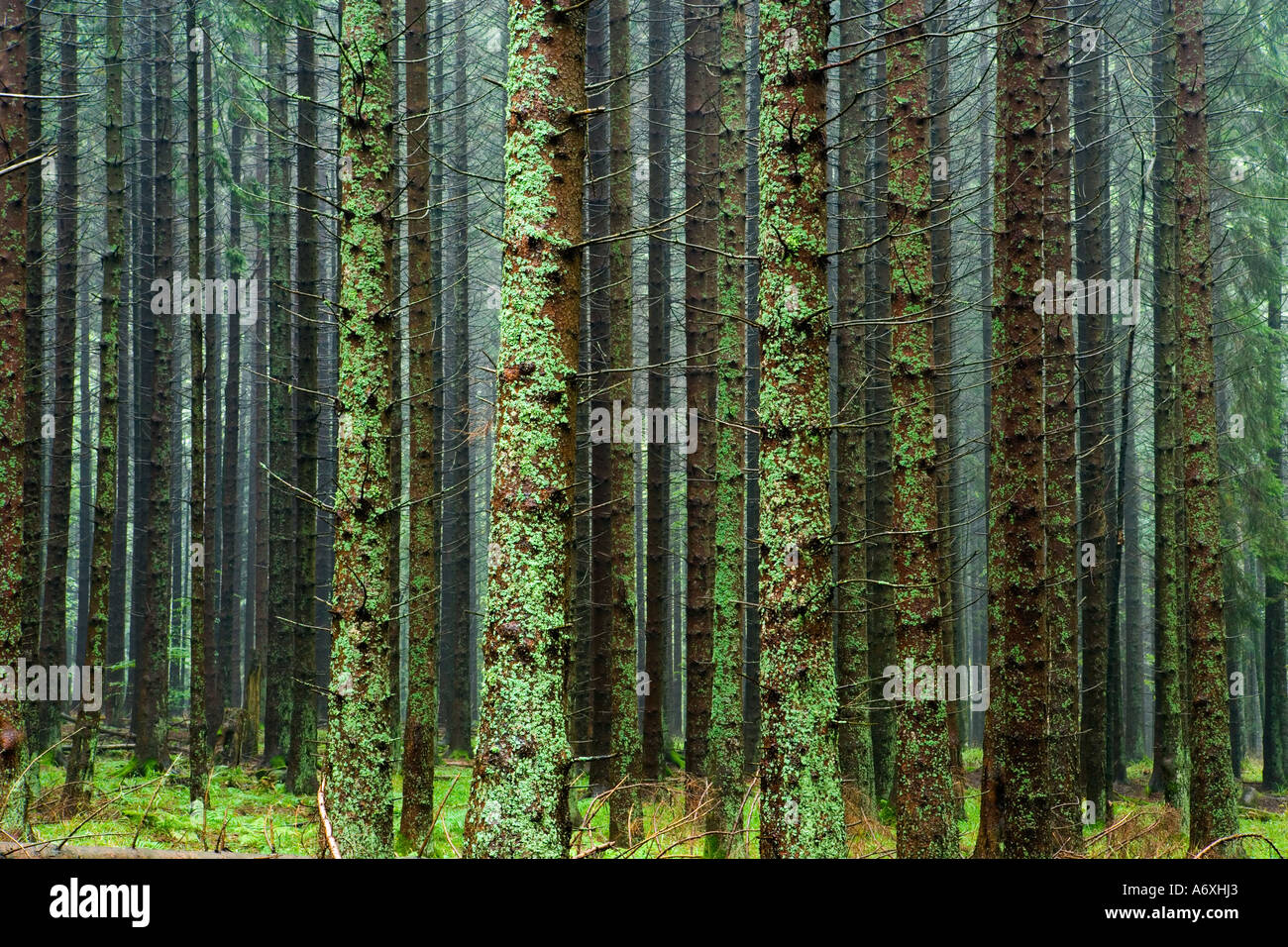 France Alsace Pine Forest Stock Photo