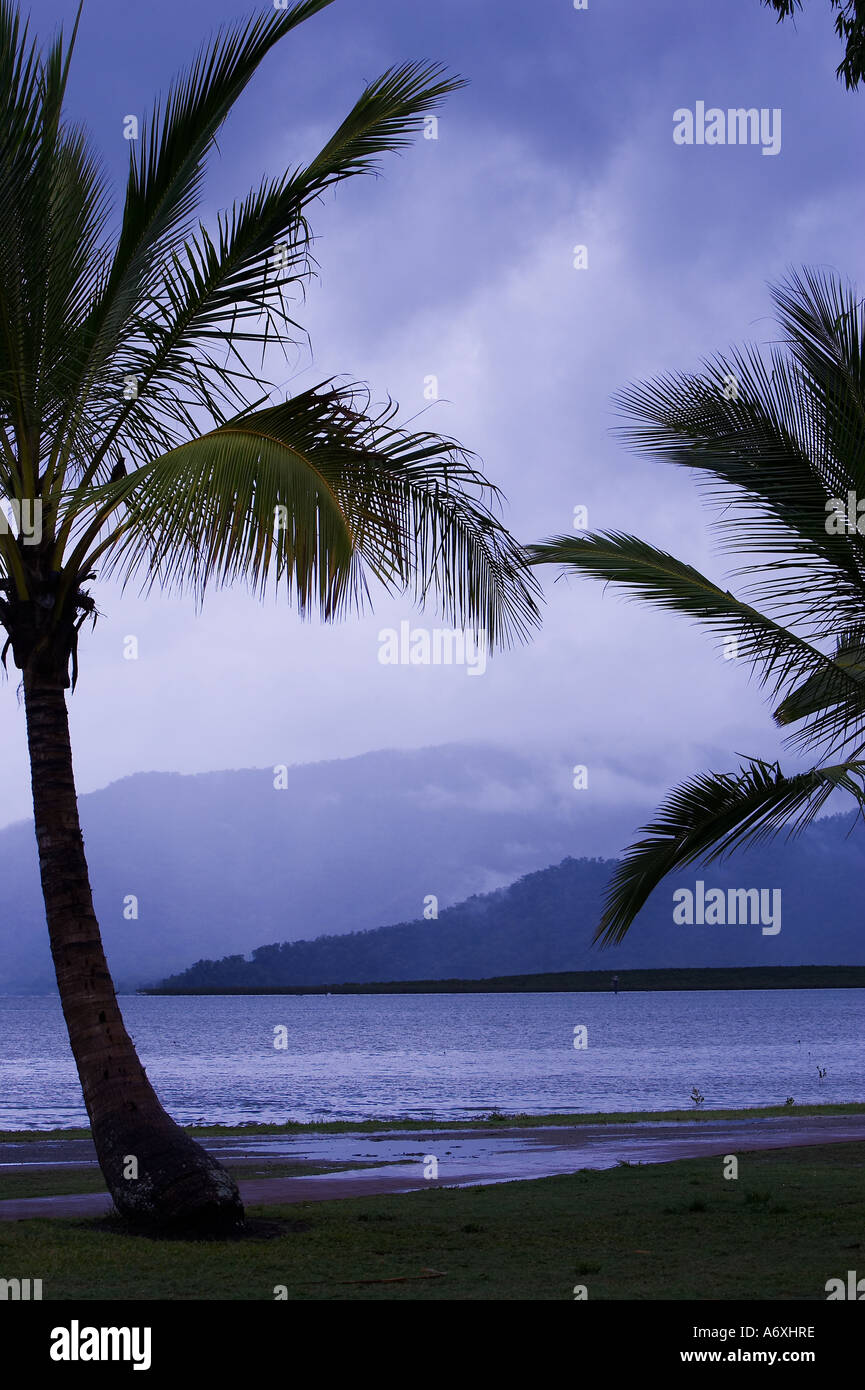 Palm trees, Cairns, Queensland, Australia Stock Photo Alamy