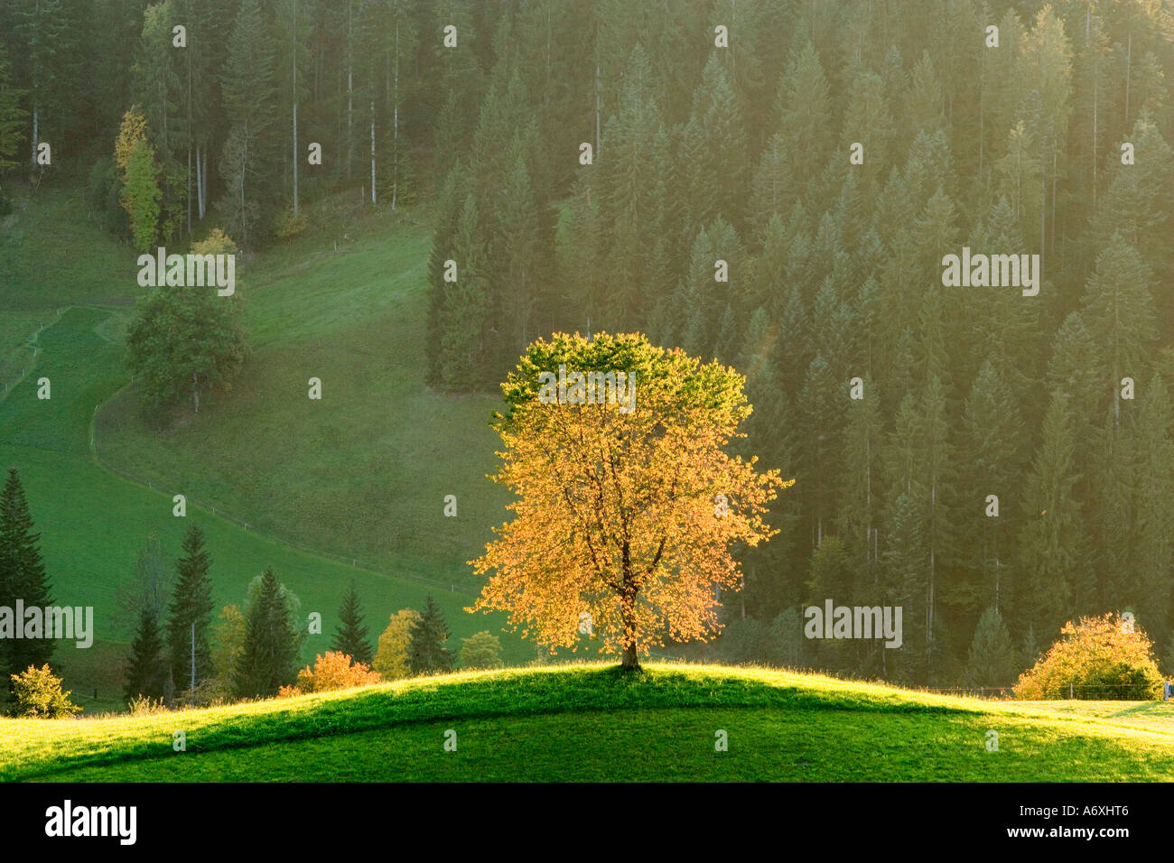 Switzeland Berner Oberland Lone Tree against pine forest Stock Photo