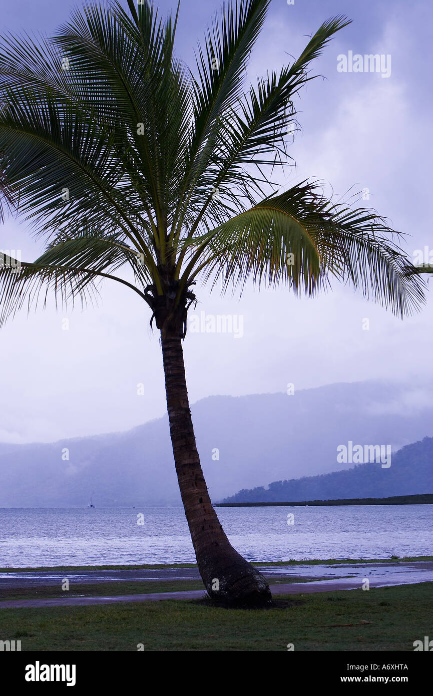 Palm trees, Cairns, Queensland, Australia Stock Photo Alamy