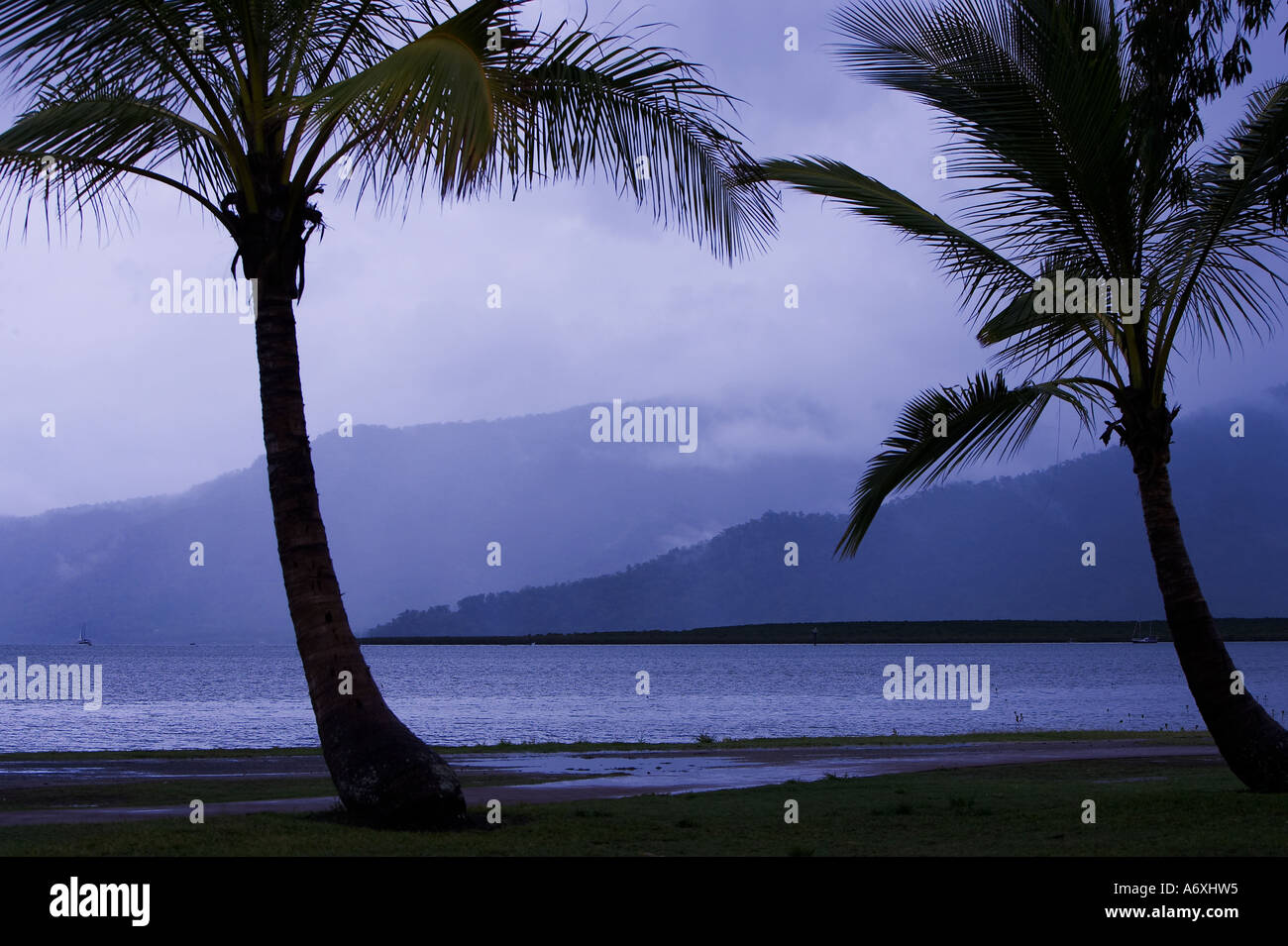 Palm trees, Cairns, Queensland, Australia Stock Photo Alamy