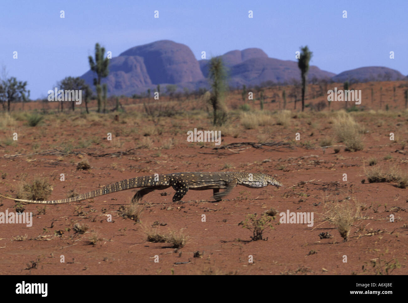 Australia, UluruKata Tjuta National Park. Perentie (Varanus giganteus