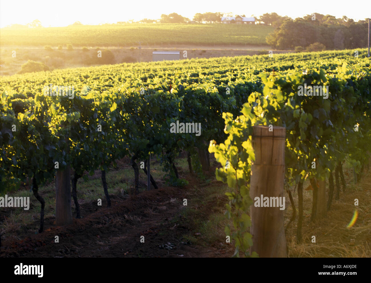 Western Australia, Margaret River, Woodlands Winery Vineyards Stock