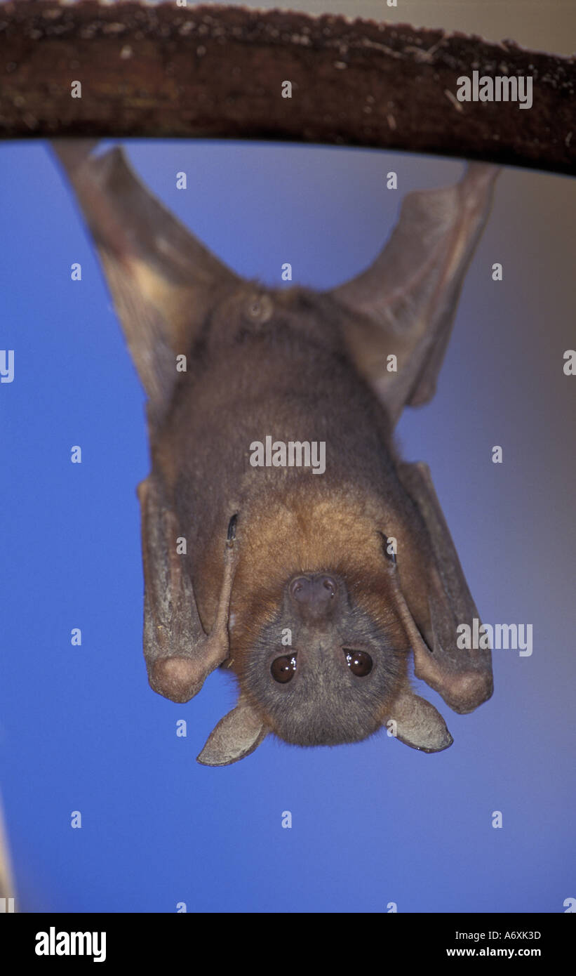 Australia, Northern Territory, Mataranka Little red flying fox ...