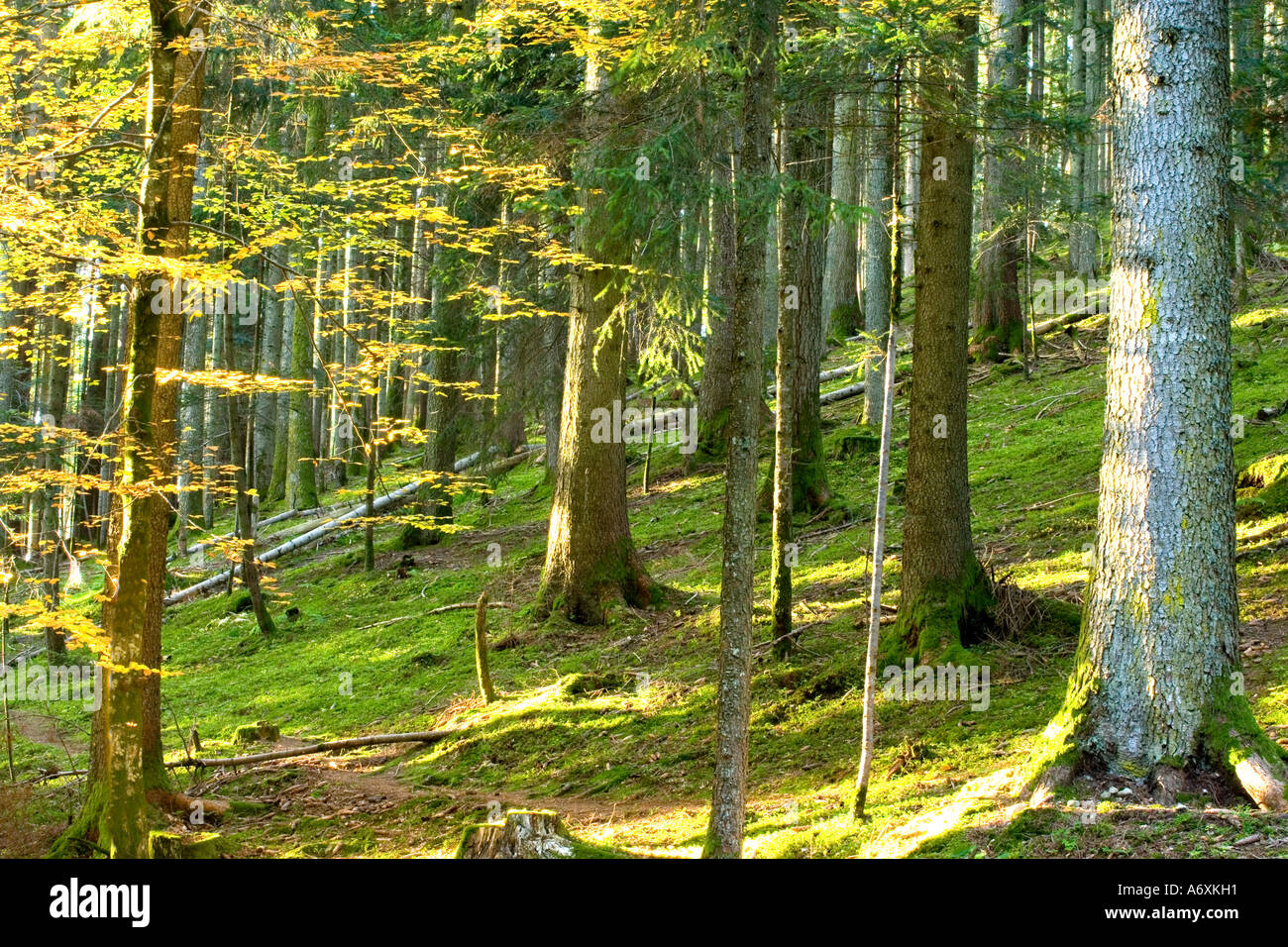 Switzerland Berner Oberland Interior of Forest Stock Photo