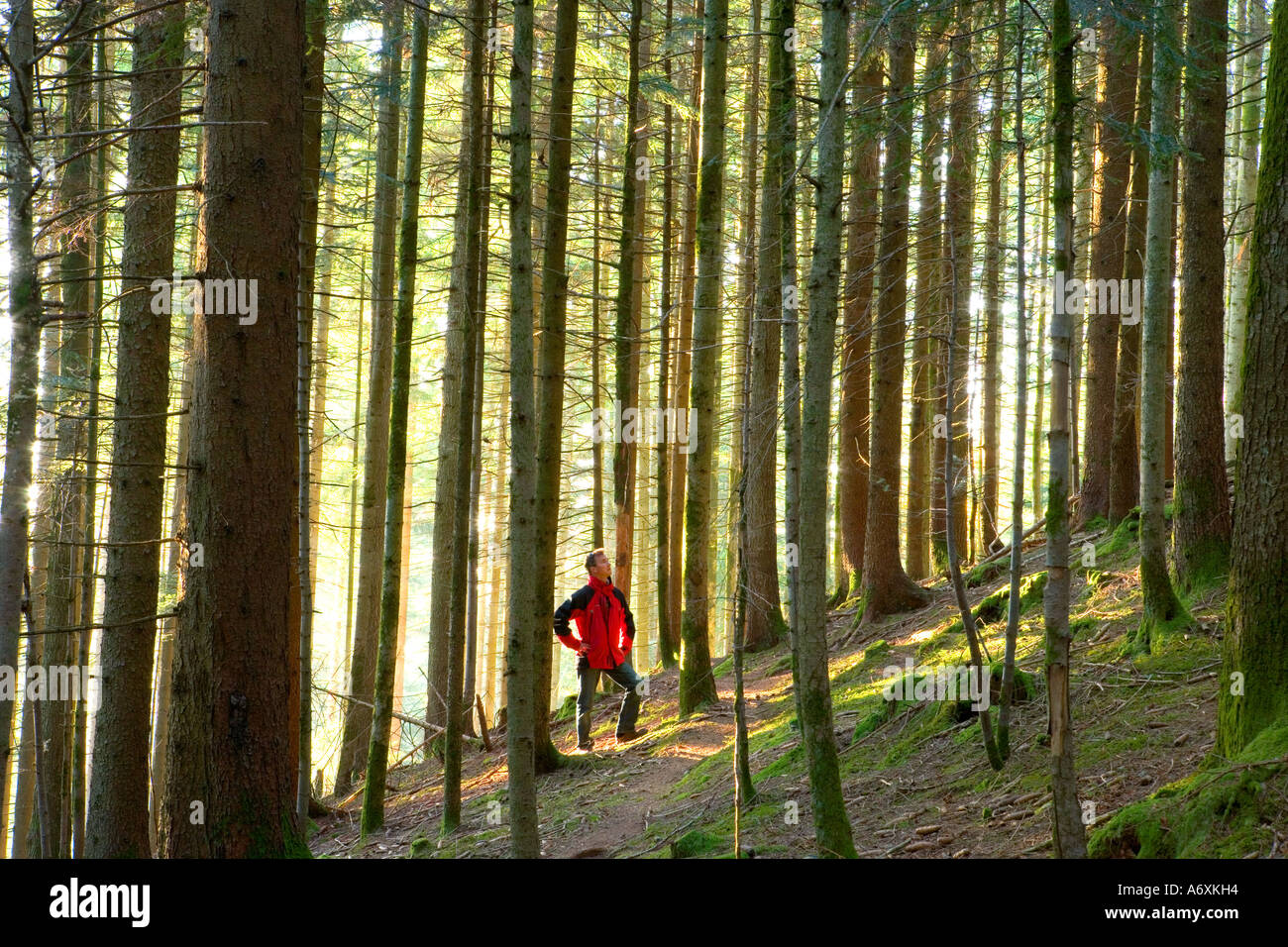 Switzerland Berner Oberland Hiker in Pine Forest Stock Photo
