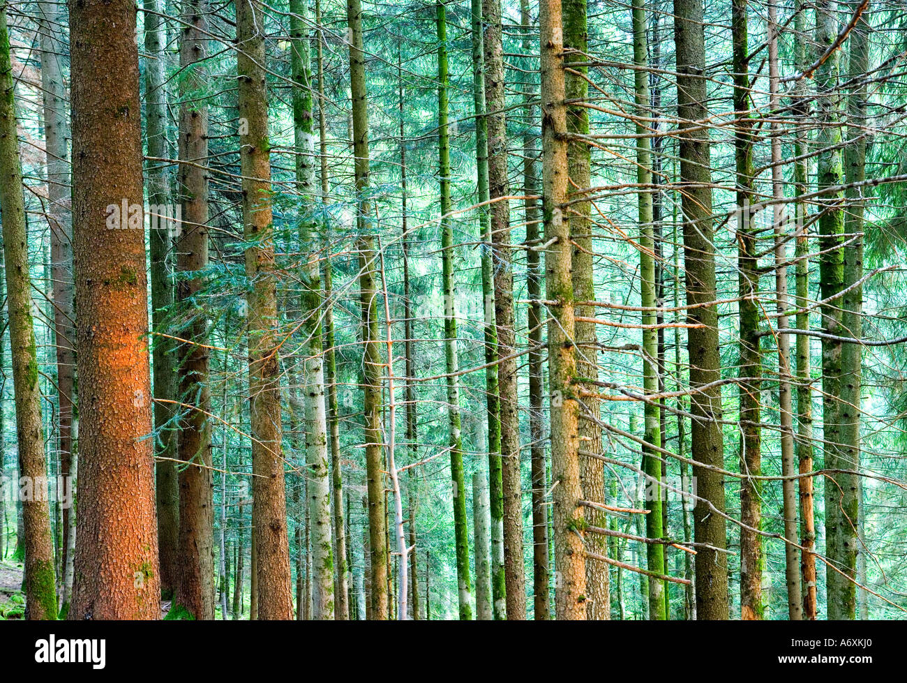 The new pine forest hi-res stock photography and images - Alamy