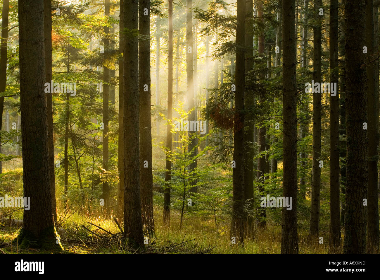 UK Hampshire New Forest Beams of sunlight filtering through forest Stock Photo