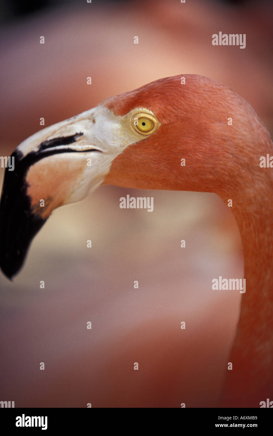 Caribbean, Bahamas, Nassau. Adastra Gardens, pink flamingo Stock Photo