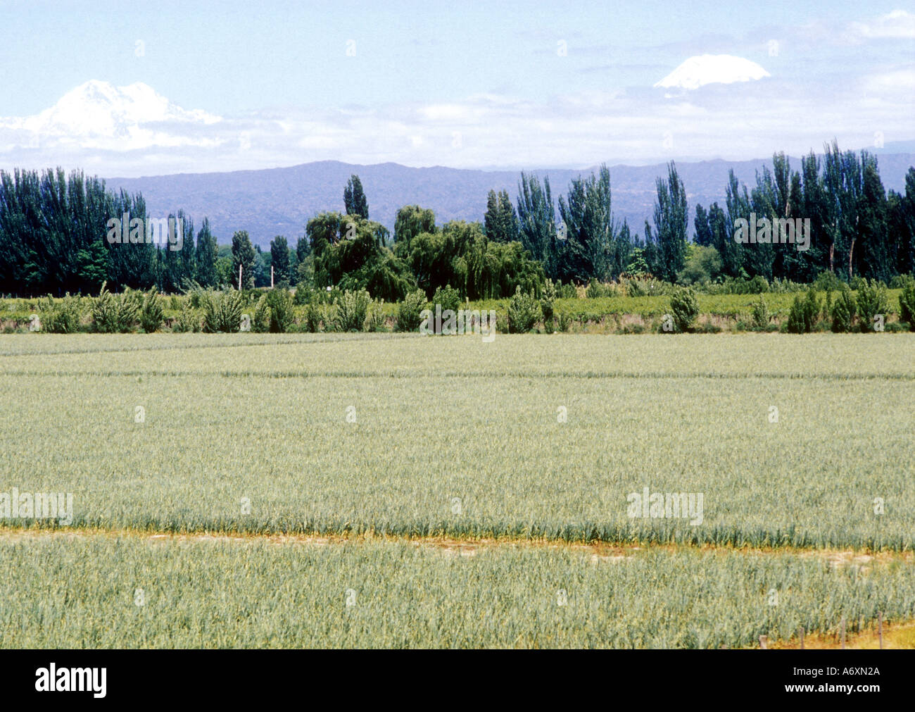 Garlic field at Mendoza western Argentina Stock Photo Alamy