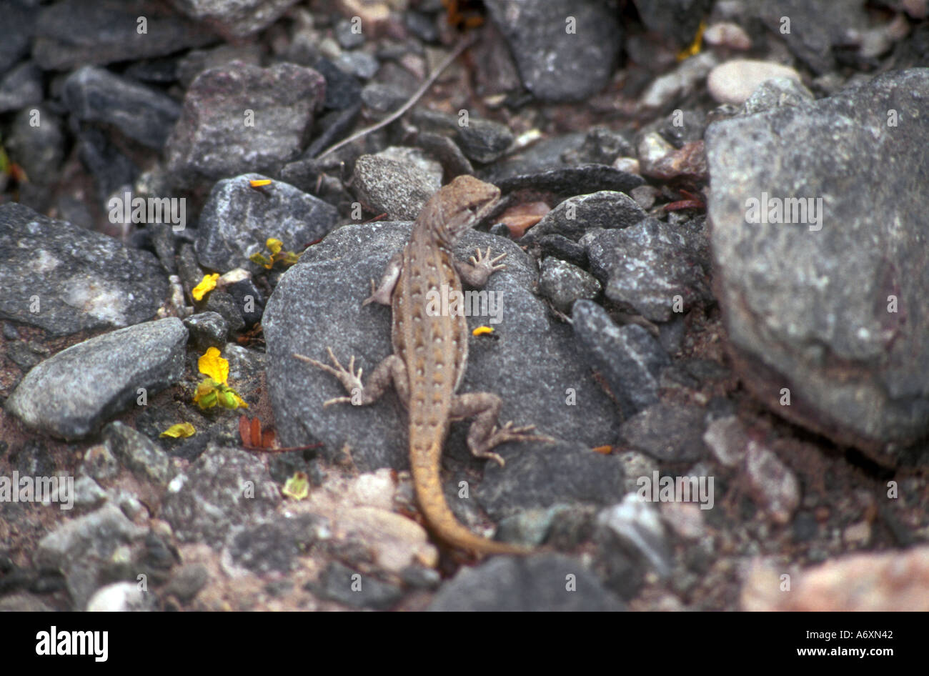 Desert lizard at western Argentina Stock Photo