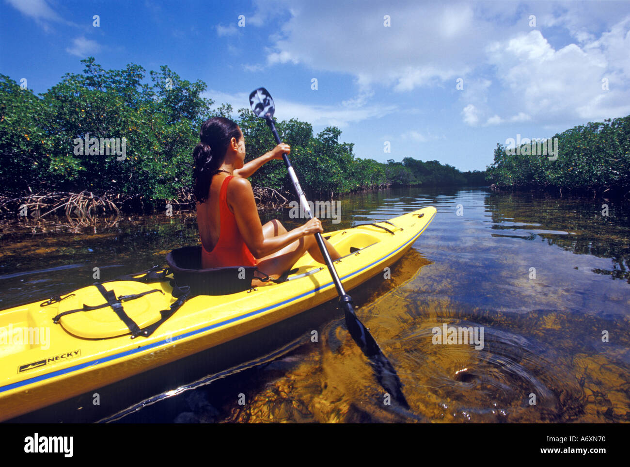 Sea kayaking through mangrove on the shallow flats, Bimini Island, Bahamas.  (MR) Stock Photo
