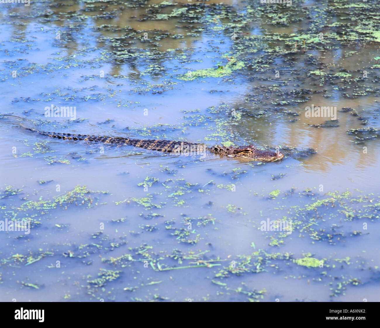 American alligator swimming in swampland, Iberia Parish, Louisiana, USA Stock Photo