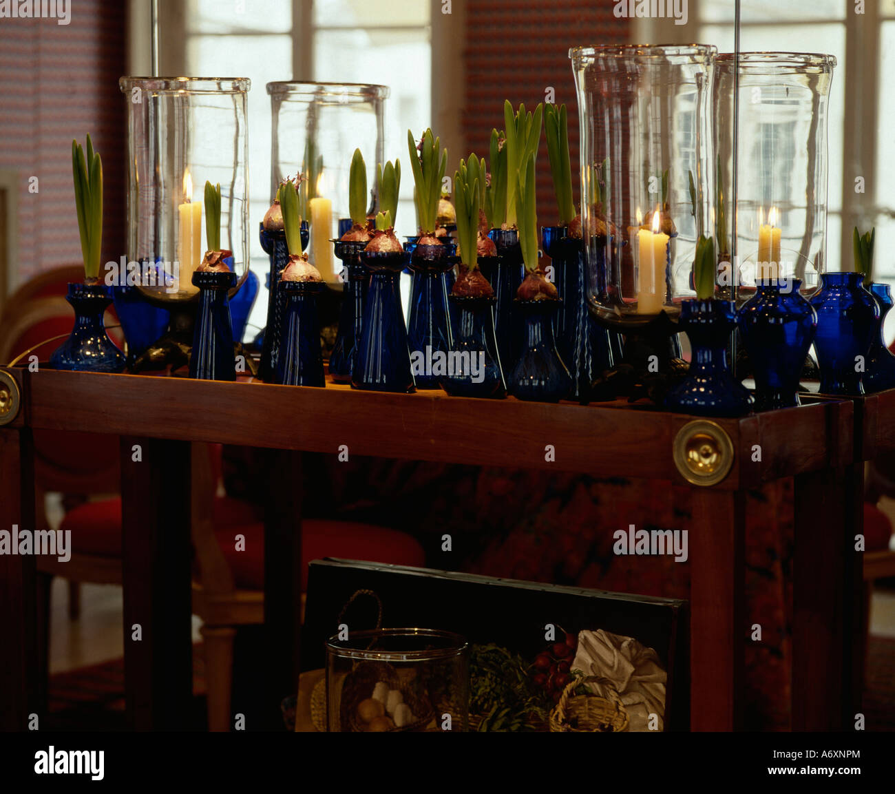 Spring Bulb Glass Collection of blue bulb-glasses with hyacinth bulbs in front of glass ...