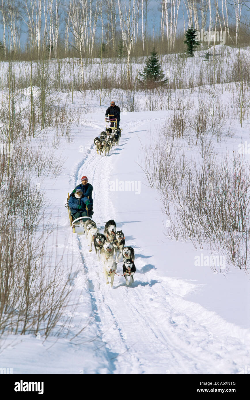 Dog sleighs province of Quebec Canada North America Stock Photo