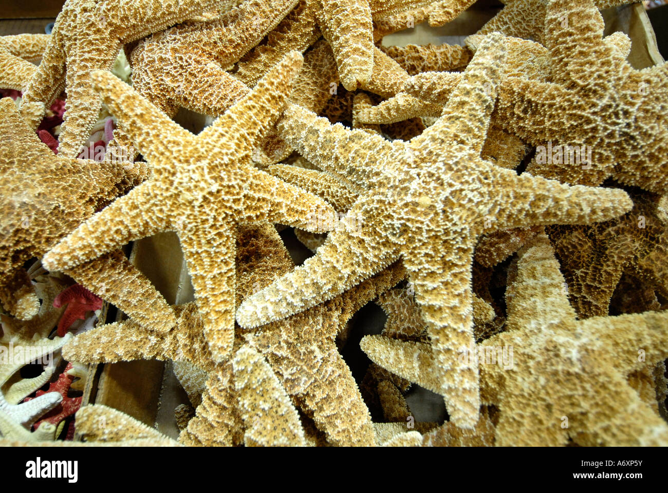Starfish on display at the Worlds largest Shell Factory a popular tourist attraction in North Fort FT Myers Florida FL Stock Photo