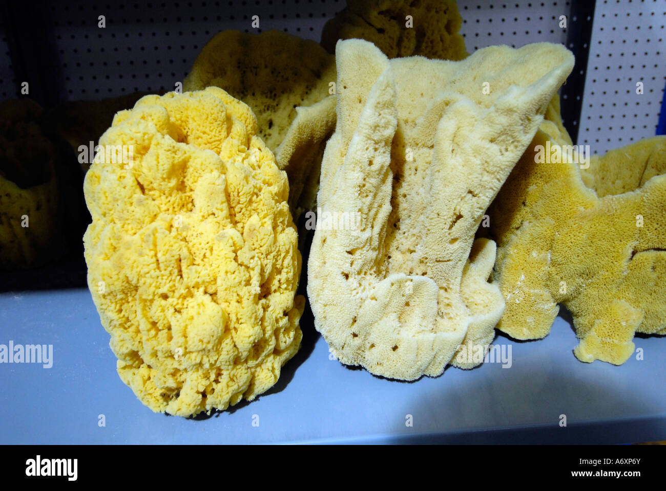 Sponge on display at the Worlds largest Shell Factory a popular tourist attraction in North Fort FT Myers Florida FL Stock Photo