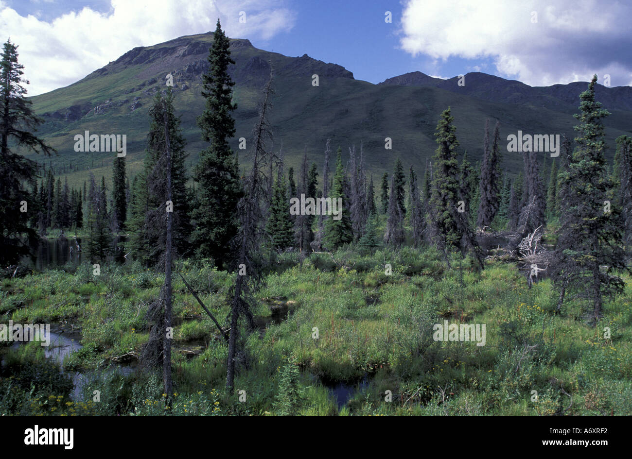 North America, Canada, Yukon. Spruce forest in Tombstone Range Stock