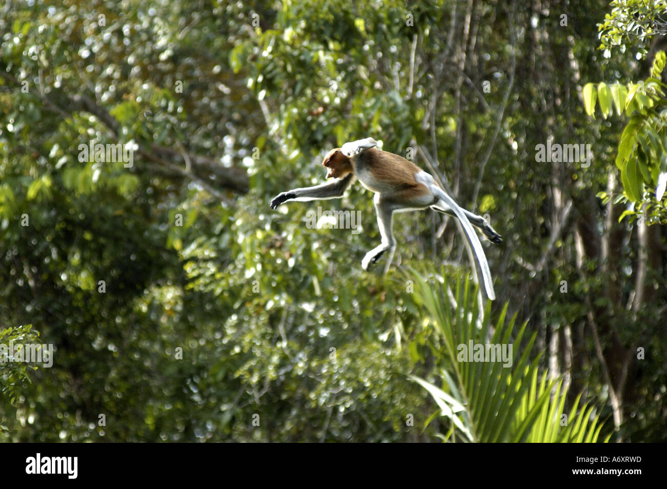 proboscis monkey leaping from tree to tree Stock Photo